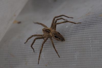 Pisaura mirabilis