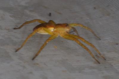 Dolomedes fimbriatus / Dolomedes plantarius