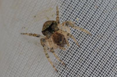 Gibbaranea gibbosa