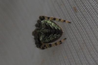 Gibbaranea gibbosa