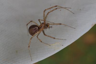 Linyphia triangularis