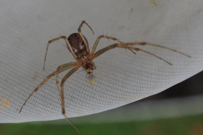 Linyphia triangularis