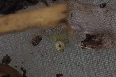 Nigma puella
