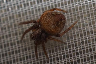 Araneus
