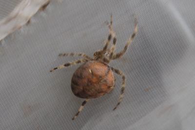 Araneus