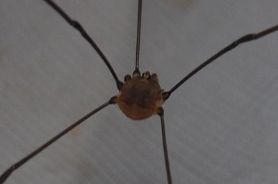 Leiobunum blackwallii