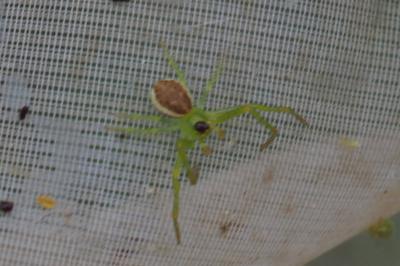 Diaea dorsata
