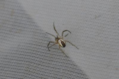 Mangora acalypha