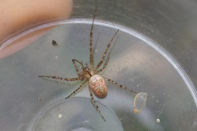 Metellina