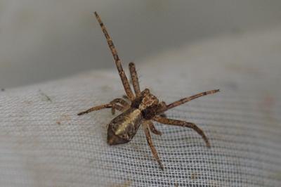 Tmarus