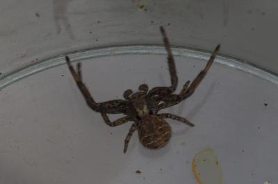 Xysticus