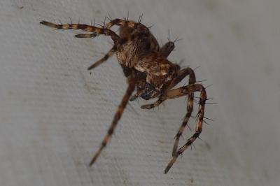 Oxyopes