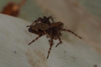 Oxyopes