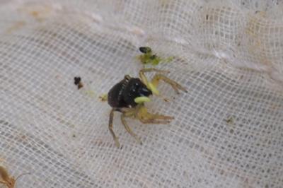 Heliophanus