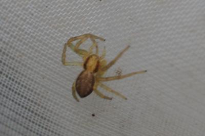 Philodromus