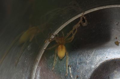 Cheiracanthium