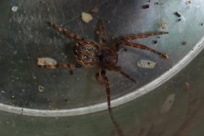 Nuctenea umbratica