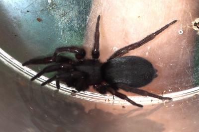 Gnaphosidae
