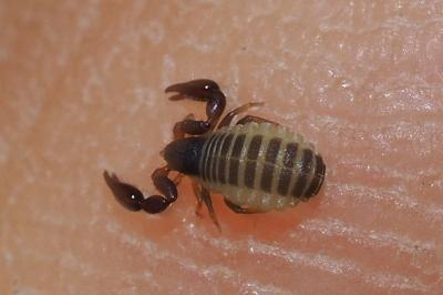 Chernetidae