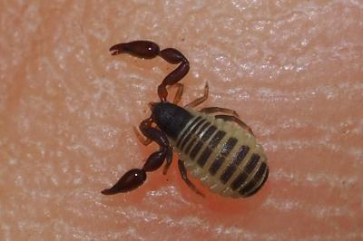 Chernetidae