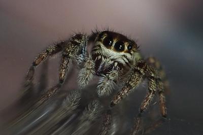 Macaroeris nidicolens