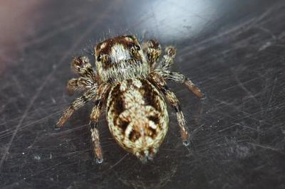 Macaroeris nidicolens