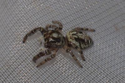 Macaroeris nidicolens