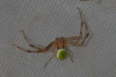 Ebrechtella tricuspidata