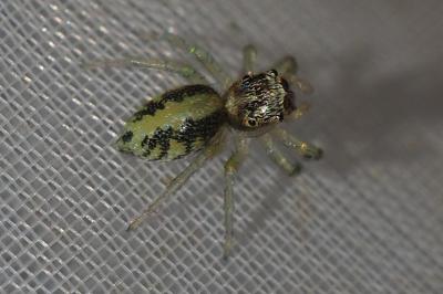 Phintella castriesiana