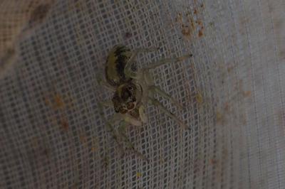 Phintella castriesiana