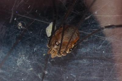 Leiobunum blackwallii