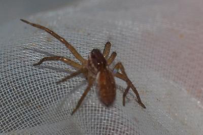 Dolomedes fimbriatus / Dolomedes plantarius