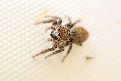 Carrhotus xanthogramma