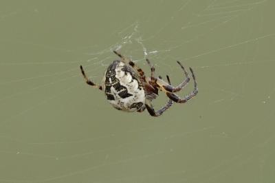 Larinioides cornutus