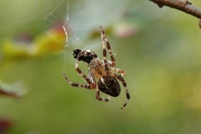 Araneus diadematus