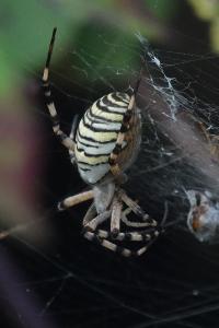Argiope bruennichi