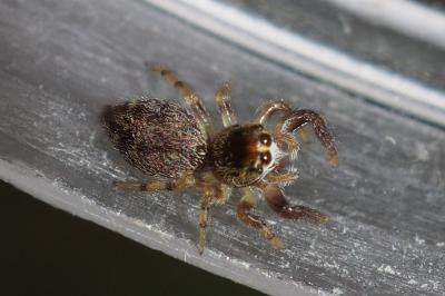 Macaroeris nidicolens