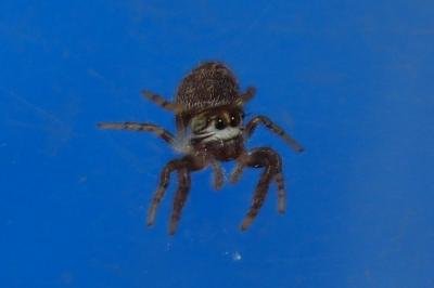 Macaroeris nidicolens