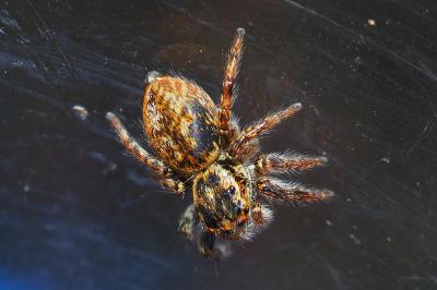 Carrhotus xanthogramma