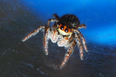 Carrhotus xanthogramma