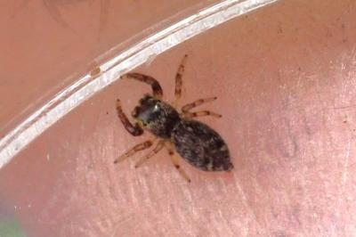 Macaroeris nidicolens