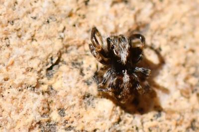 Pseudeuophrys lanigera