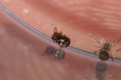 Theridiosoma gemmosum