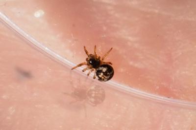 Theridiosoma gemmosum