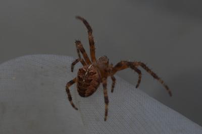 Araneus diadematus