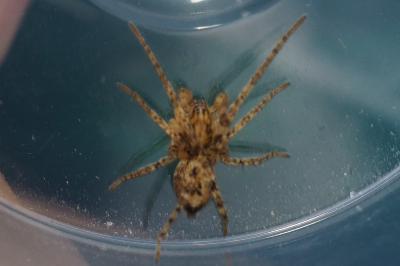 Anyphaena accentuata