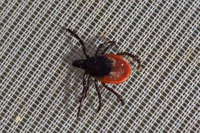 Ixodes ricinus