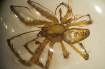 Metellina segmentata