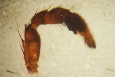 Hygrolycosa rubrofasciata