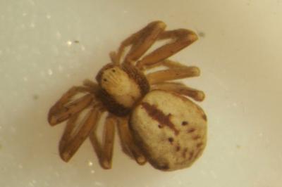 Pulchellodromus pulchellus